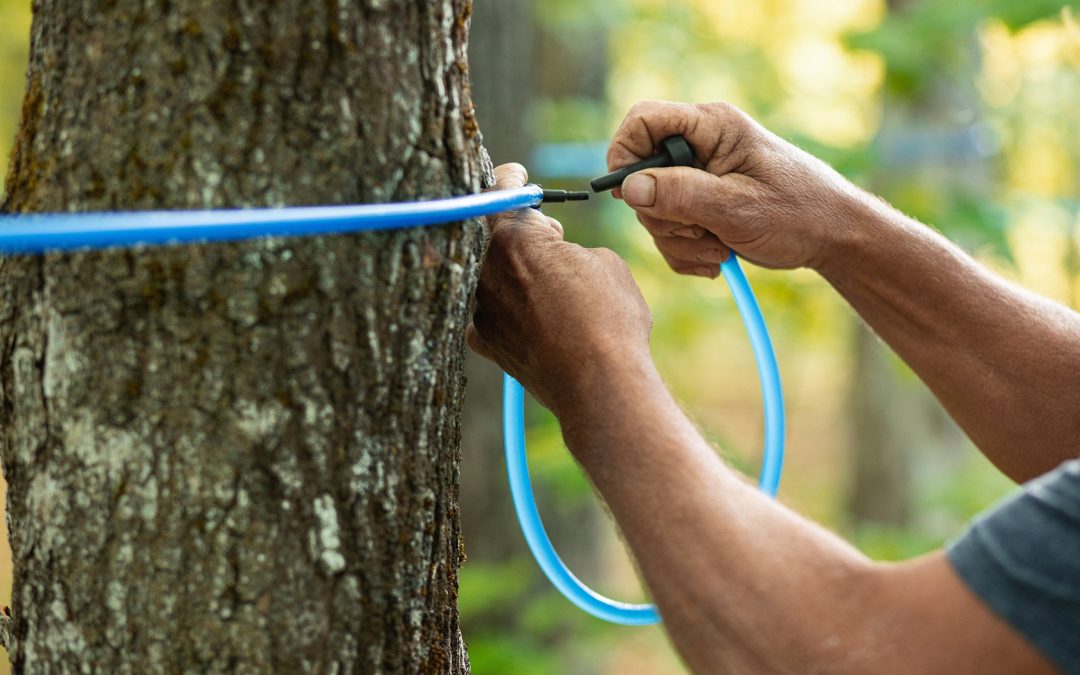 Le Créneau acéricole continue de former les entreprises avec le Réseau 4.0