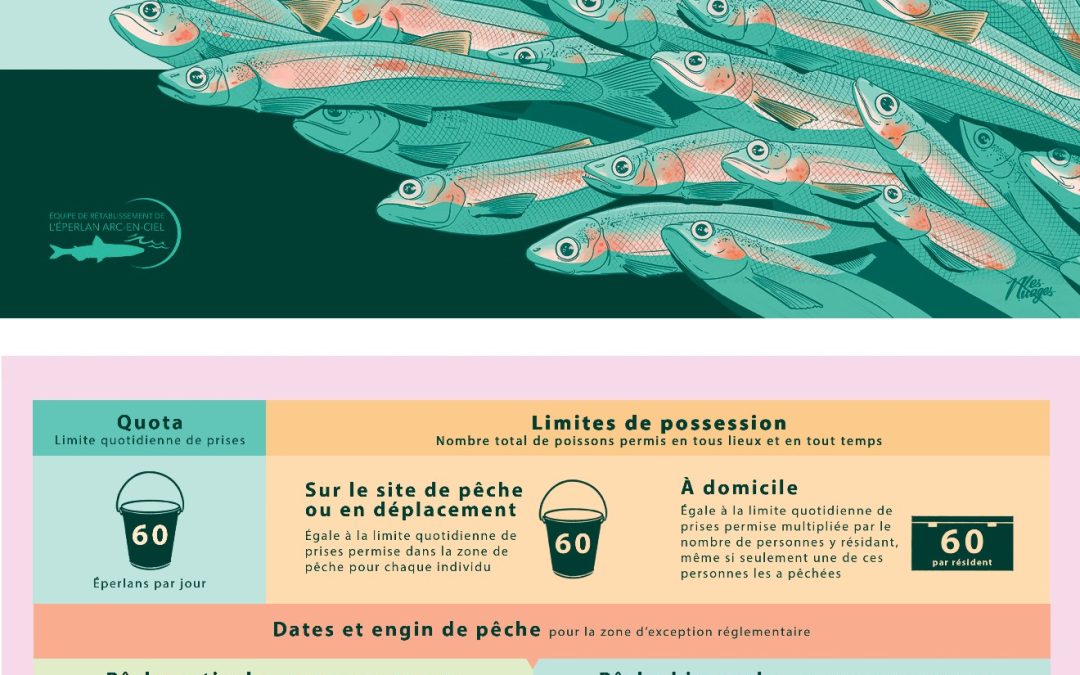 Respecter les règles pour donner un coup de pouce aux éperlans