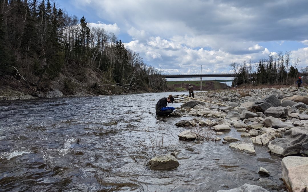Des signes encourageants pour l’éperlan dans la rivière Trois-Pistoles