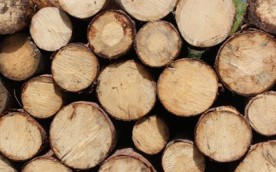 La 2e meilleure année de l’histoire pour la forêt privée de la région