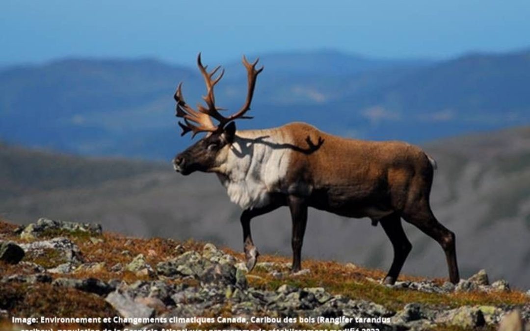 Caribou: les coopératives forestières opposées au décret du fédéral
