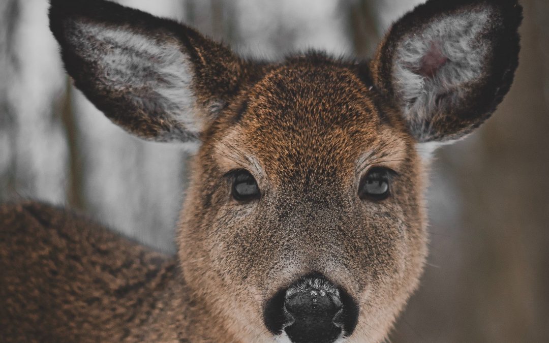 Au tour de Sainte-Françoise d’appuyer l’organisme Unis pour la faune