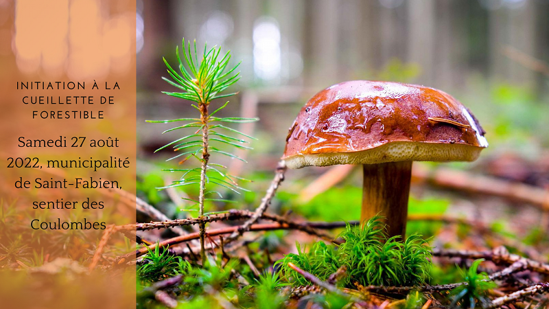 Initiation à la cueillette de champignons comestibles