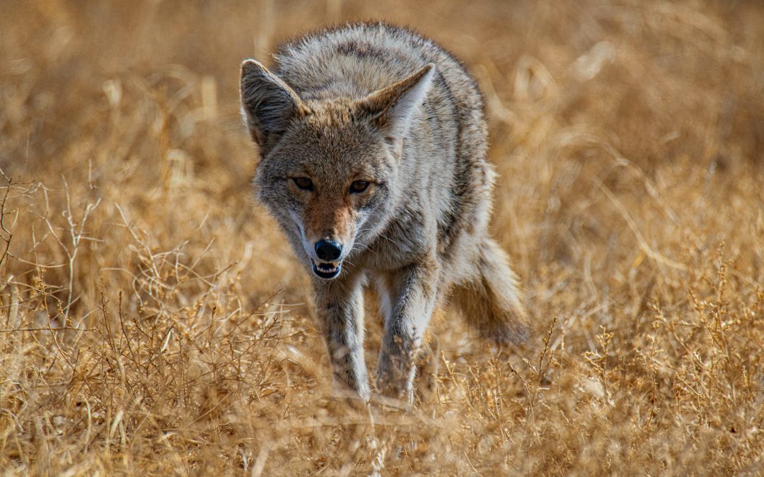 Projet d’étude sur le coyote dans trois municipalités des Basques
