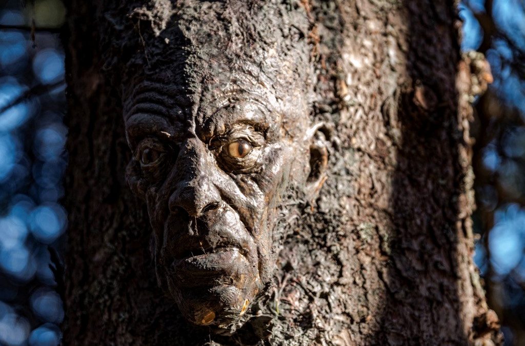 La forêt ré-enchantée exposée à Saint-Mathieu