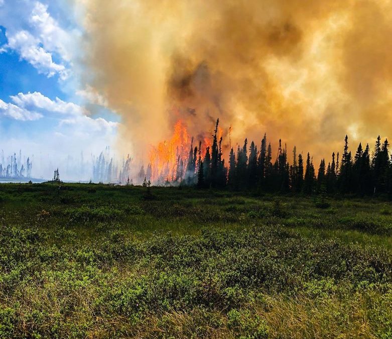 Panier de mesures pour soutenir le secteur forestier à la suite des feux de forêt