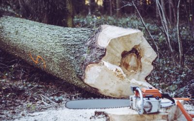 Les tarifs douaniers américains nuiront aux propriétaires forestiers