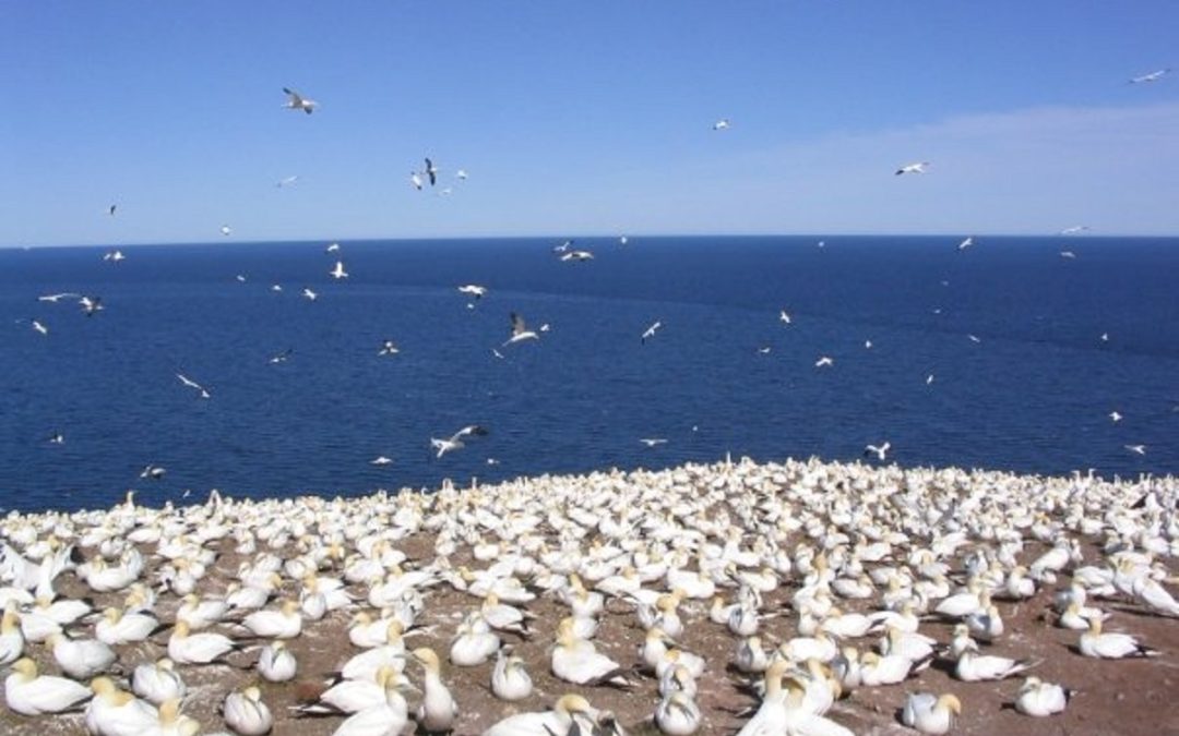 Cas d&rsquo;influenza aviaire chez des fous de Bassan