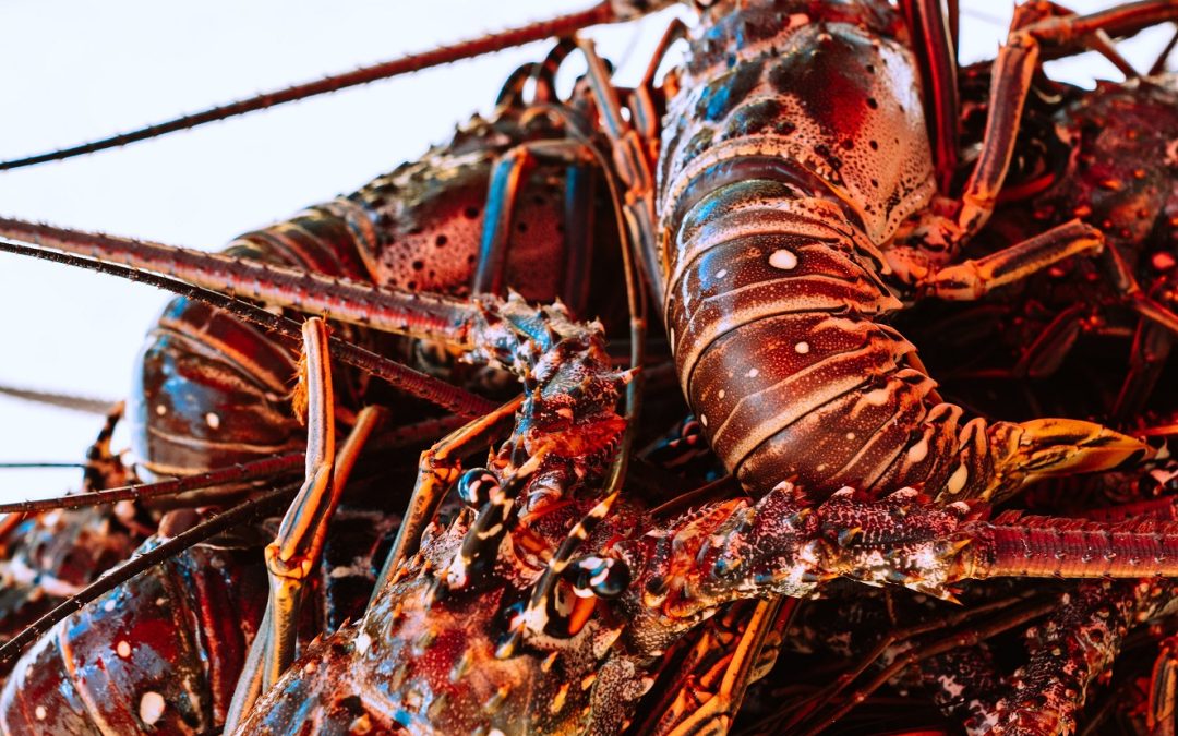 Les pêcheurs de homard se demandent qui gouverne la pêche