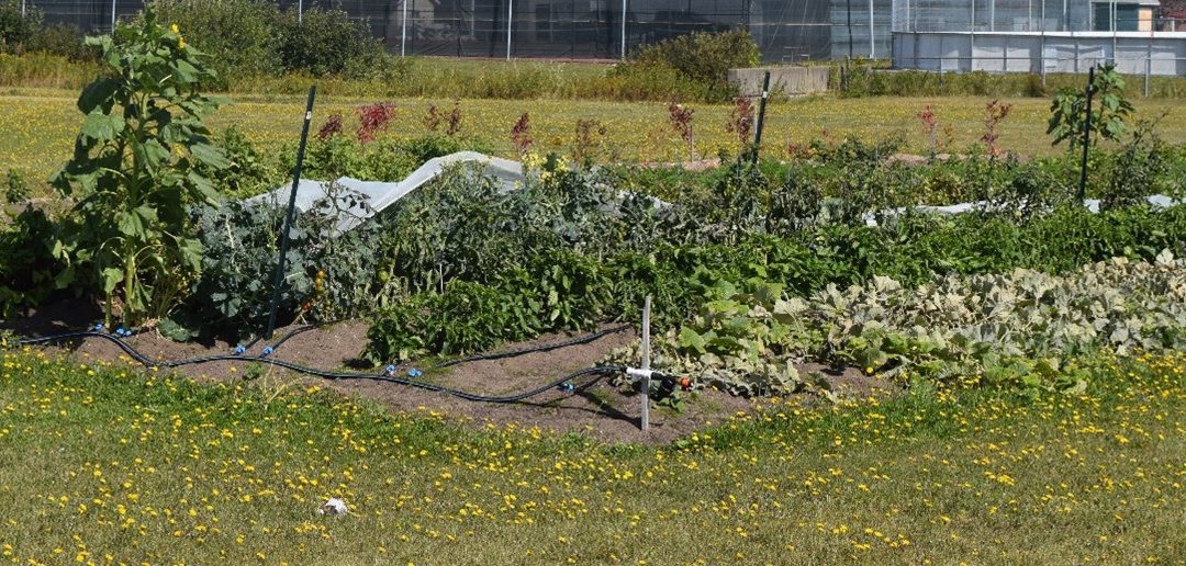 Partager sa récolte en échange de semences gratuites