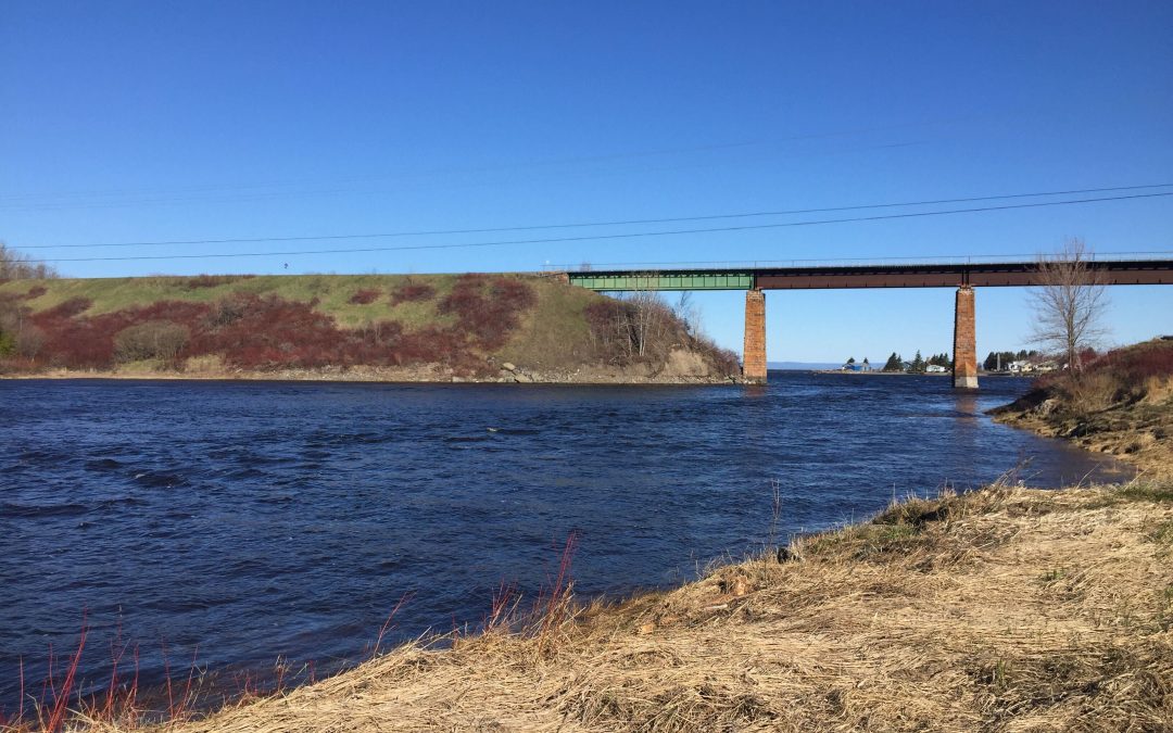 L’éperlan arc-en-ciel de retour dans la rivière Trois-Pistoles?