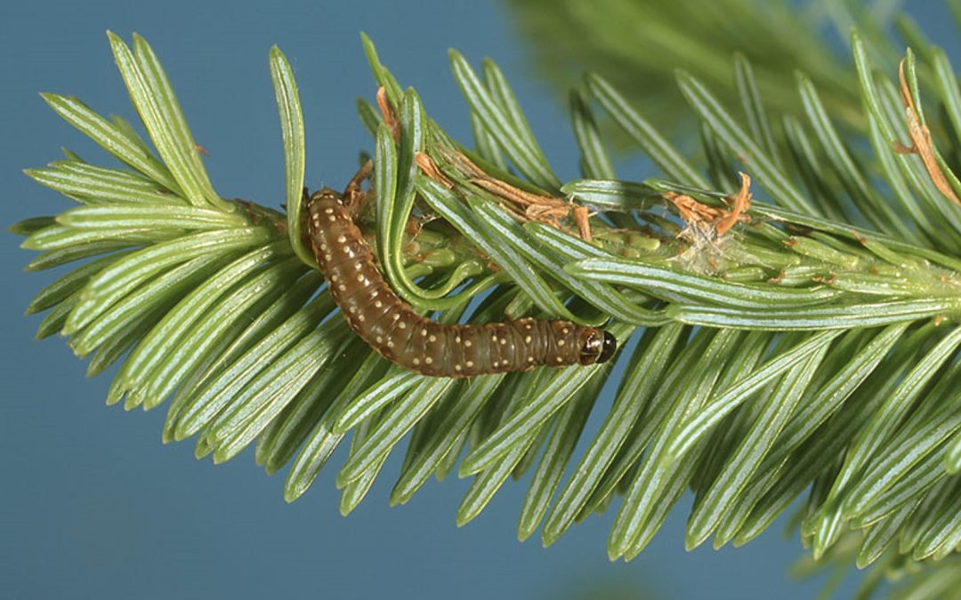 48 M$ contre la tordeuse des bourgeons de l’épinette