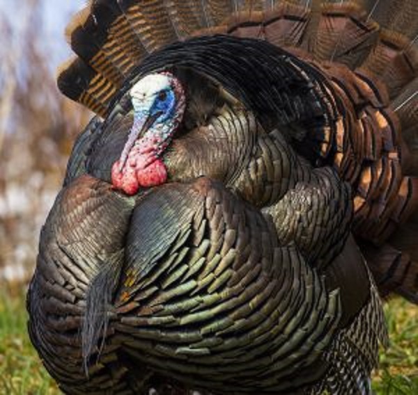 Ouverture de la chasse au dindon sauvage ce vendredi