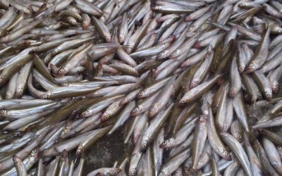 Pêche à l’éperlan pour Moisson Rimouski-Neigette