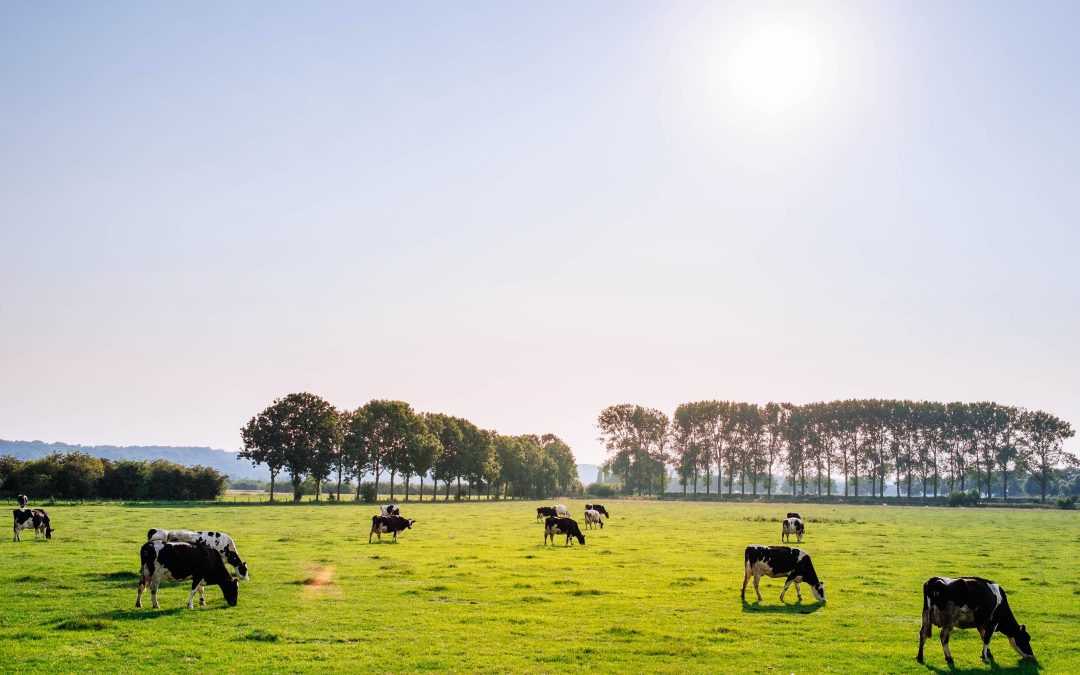Au moins 10 fermes démantelée dans la Mitis