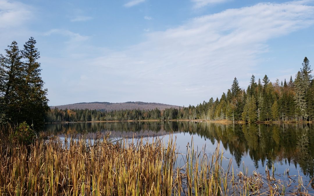 Zec du Bas-Saint-Laurent : une table de concertation pour le projet d’aire protégée