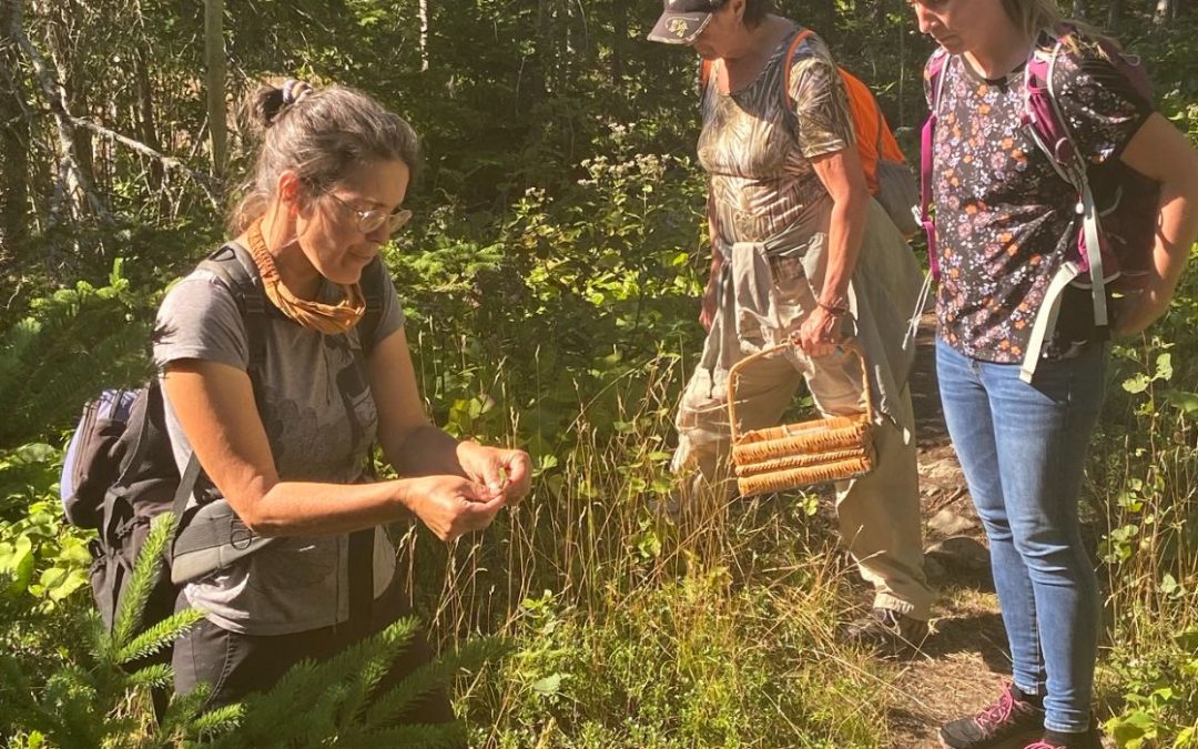 Atelier sur la cueillette et les plantes printanières