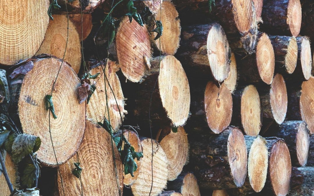 Budget : Québec reconnaît l’importance du secteur forestier