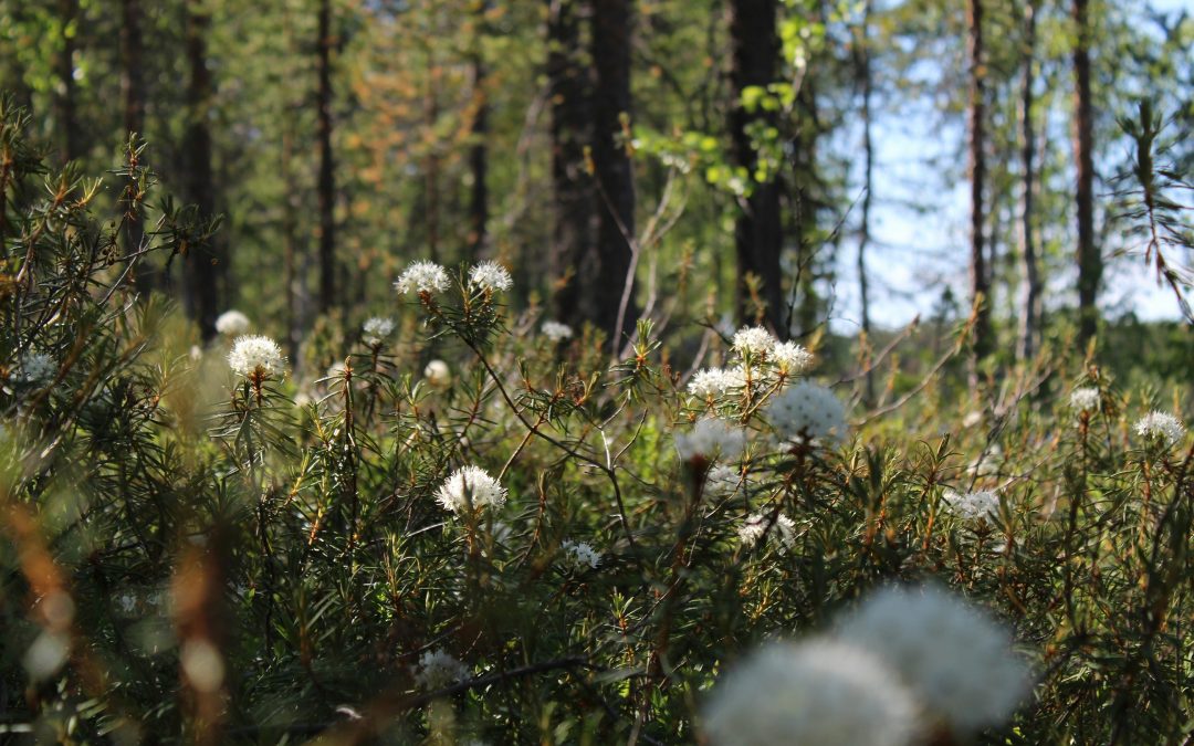 L’engagement des groupements forestiers en faveur de l’environnement
