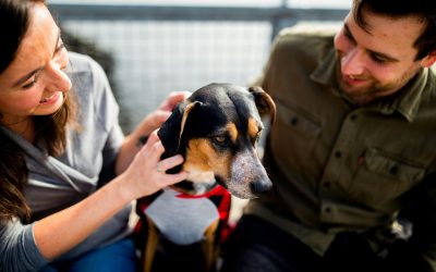 Trois-Pistoles encadre la garde des animaux