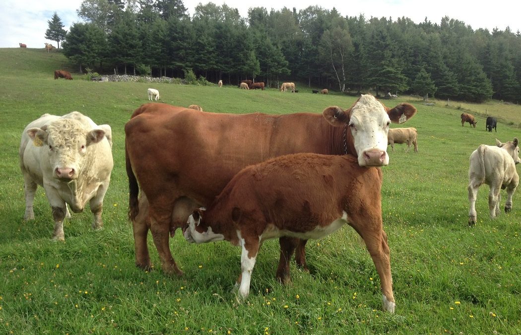 Grande mobilisation des producteurs agricoles vendredi