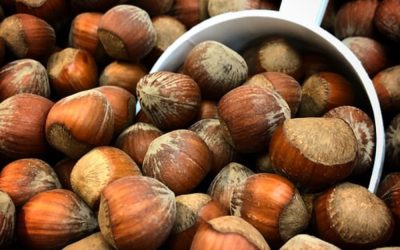 Un Colloque sur la culture du noisetier hybride au Bas-Saint-Laurent