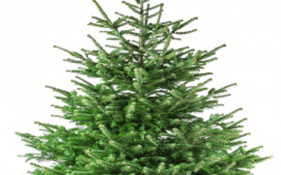 Collecte des arbres de Noël à Rivière-du-Loup