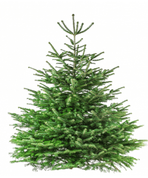 Collecte des arbres de Noël à Rivière-du-Loup