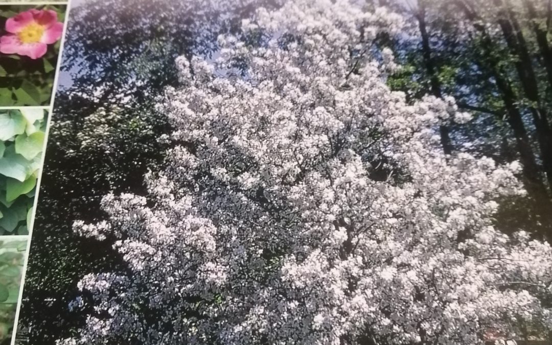 Découvrir le potentiel des arbres et arbustes indigènes