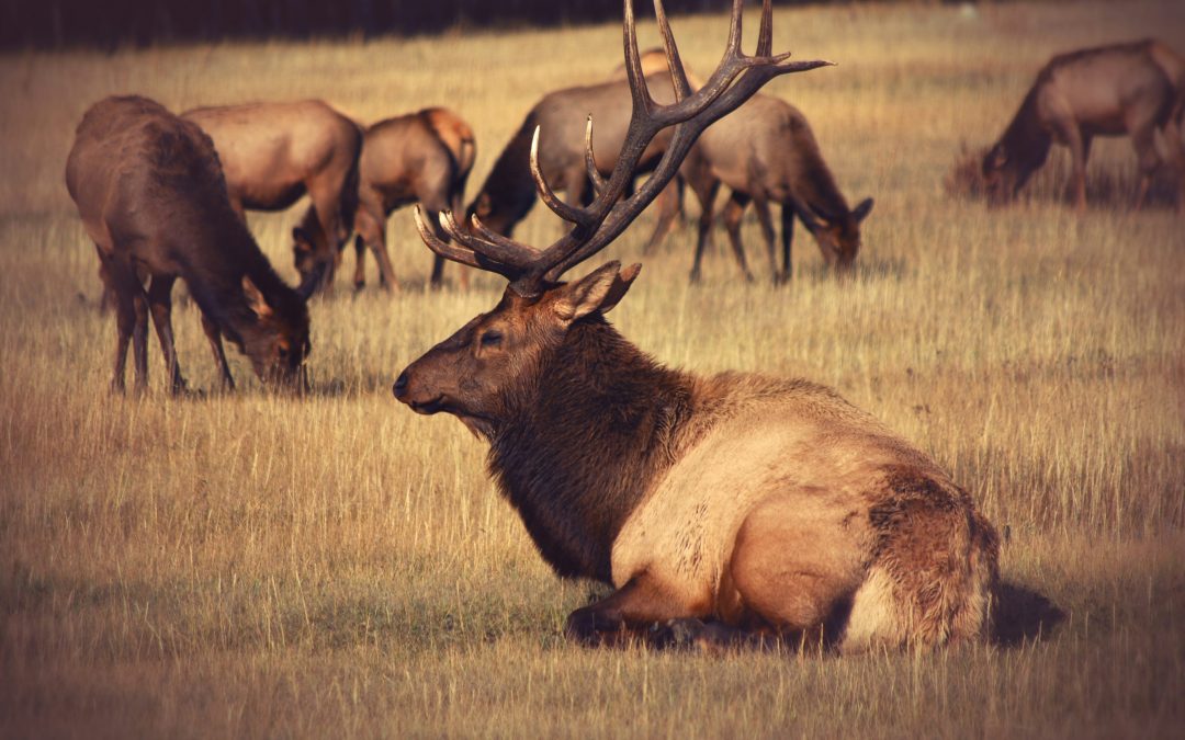 Protection du caribou : une diminution des impacts socio-économiques est nécessaire