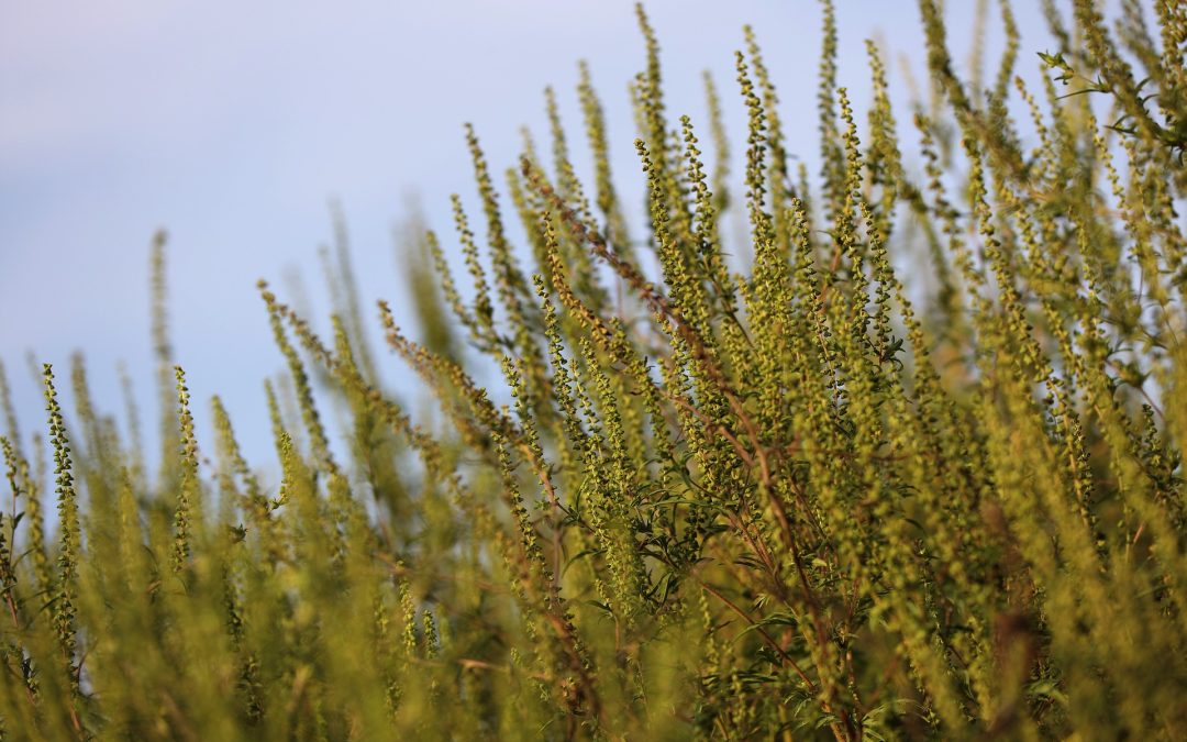 1,2 M$ pour lutter contre les espèces envahissantes