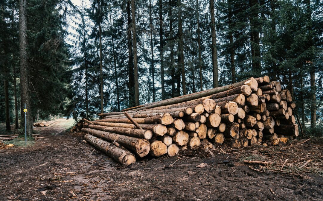Les coopératives forestières réclament un plan d’urgence