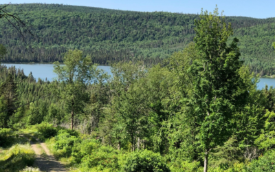 Modifications au régime forestier : accueil mitigé dans la région