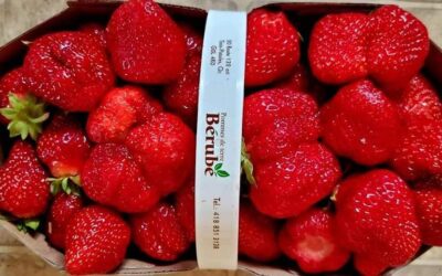 Essence : des impacts majeurs pour les producteurs agricoles