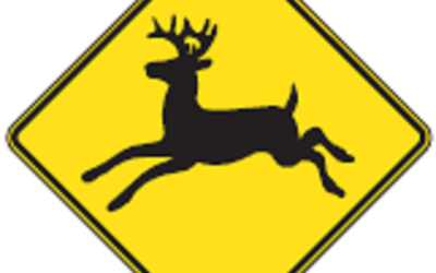 Présence de la grande faune aux abords des routes au printemps 