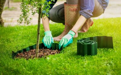 Rabais de 100 $ à l’achat d’un arbre