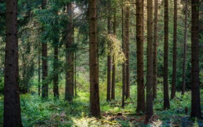 Un premier pas pour soutenir les acteurs du secteur forestier