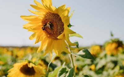 Les producteurs de fleurs coupées se mobilisent le 1er août