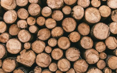 Suspendre l’attribution de 4,6 Mm³ de bois des forêts publiques aux usines