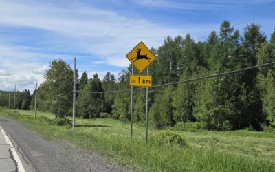 Grande faune sur les routes : redoublez de vigilance cet automne
